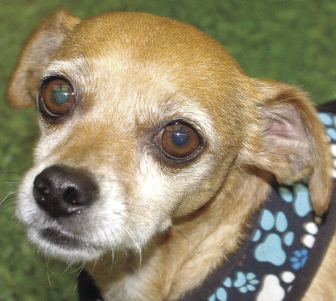 Pets of the Week: Wallace